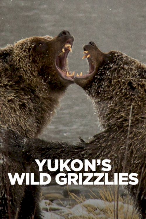 Yukon's Wild Grizzlies Yukon's Wild Grizzlies