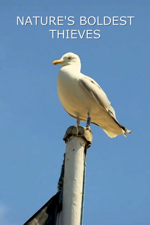 Nature's Boldest Thieves Nature's Boldest Thieves