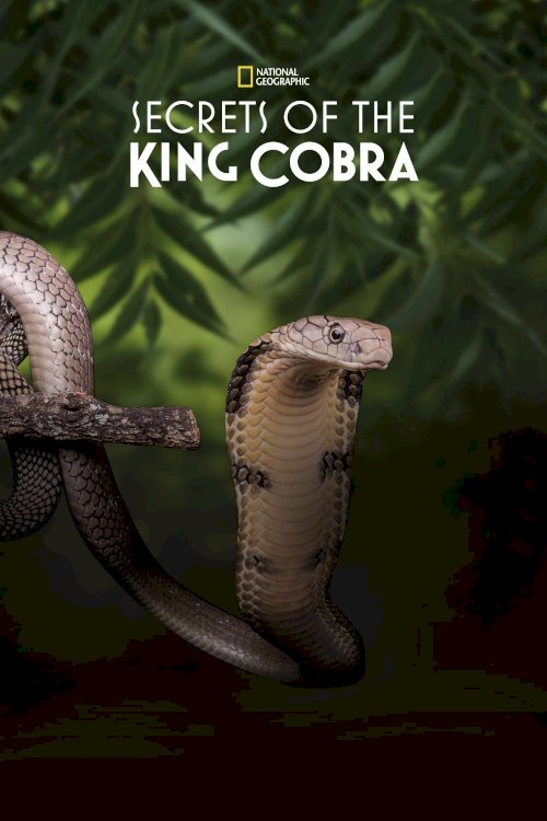 Secrets of the King Cobra Secrets of the King Cobra