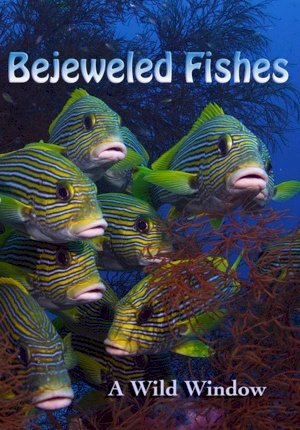Wild Window: Bejeweled Fishes Wild Window: Bejeweled Fishes