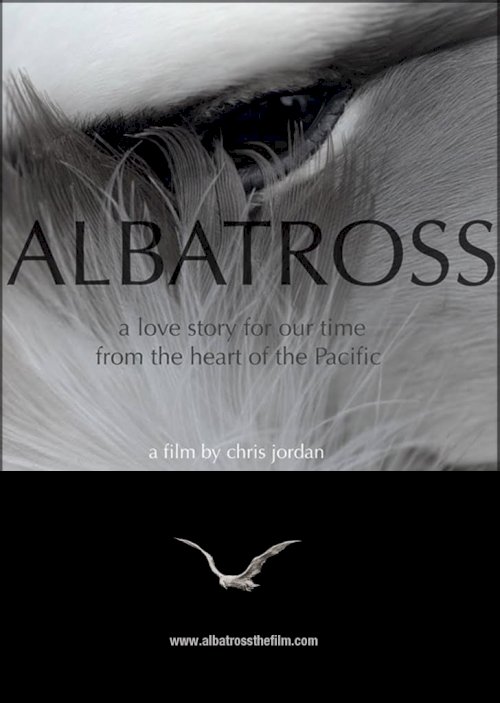Albatross Albatross