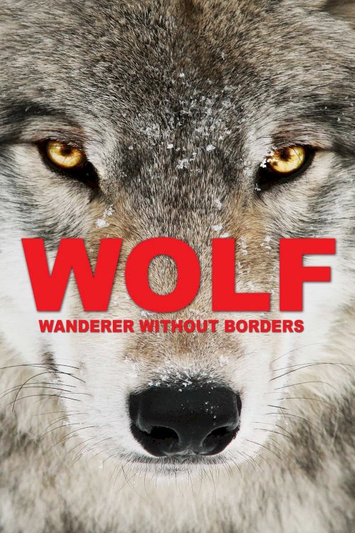 Wolf: Wanderer Without Borders Wolf: Wanderer Without Borders