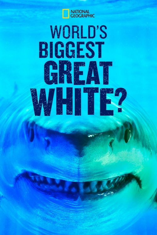 World's Biggest Great White? World's Biggest Great White?