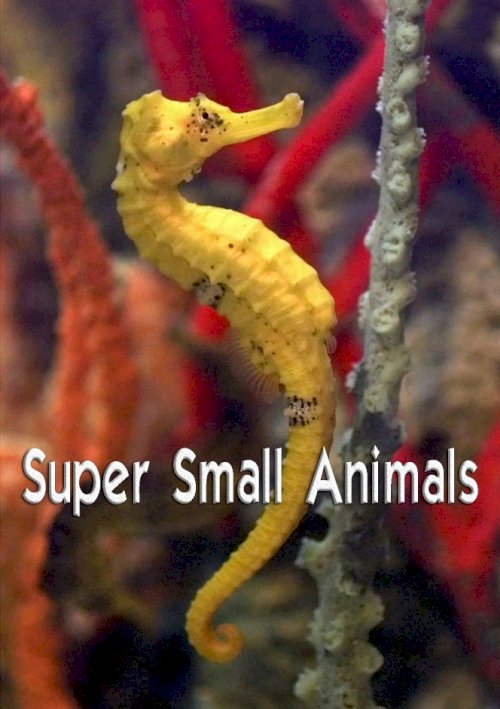Super Small Animals Super Small Animals