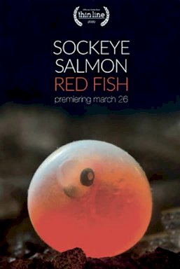 Sockeye Salmon. Red Fish Sockeye Salmon. Red Fish