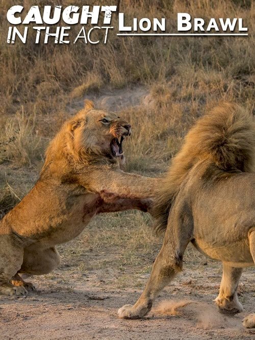Caught in the Act: Lion Brawl Caught in the Act: Lion Brawl