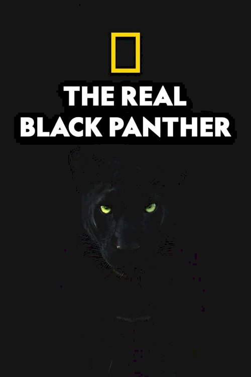 The Real Black Panther The Real Black Panther
