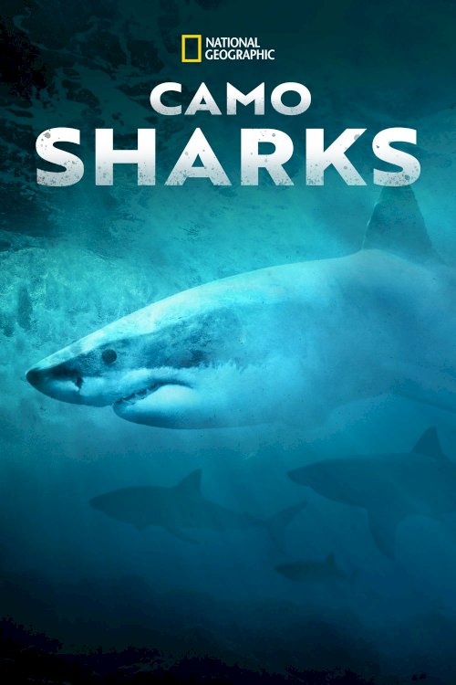 Camo Sharks Camo Sharks