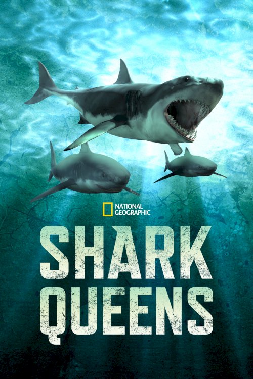 Shark Queens Shark Queens
