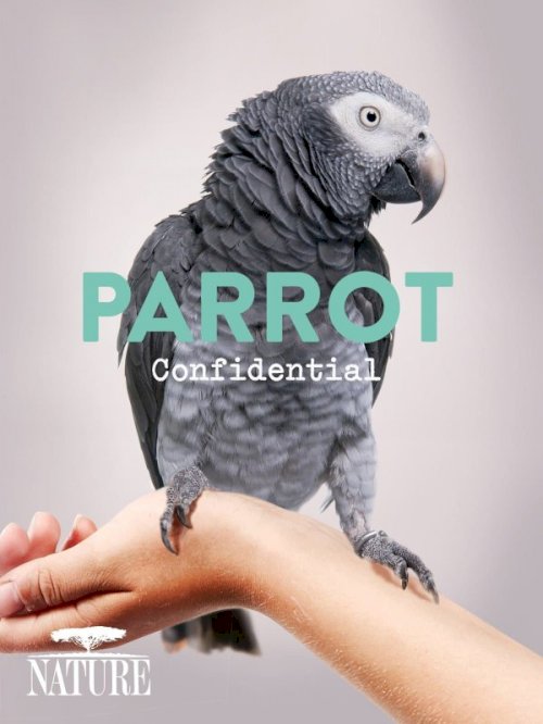 Parrot Confidential Parrot Confidential
