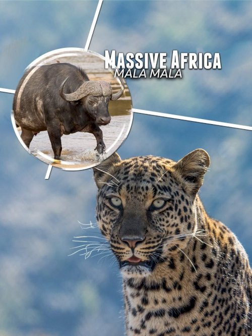 Massive Africa: Mala Mala