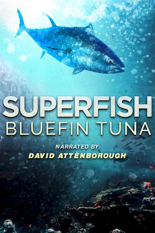 Superfish: Bluefin Tuna Superfish: Bluefin Tuna