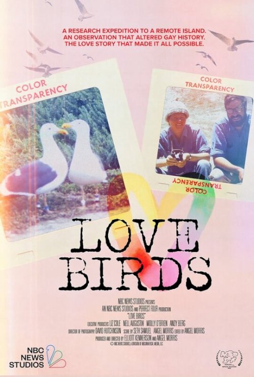 Love Birds Love Birds