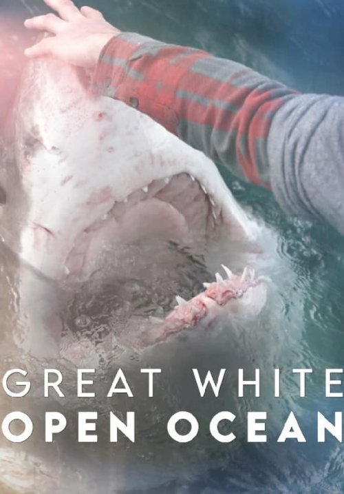 Great White Open Ocean Great White Open Ocean