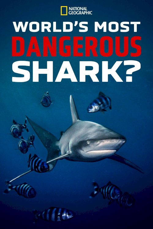 World's Most Dangerous Shark? World's Most Dangerous Shark?