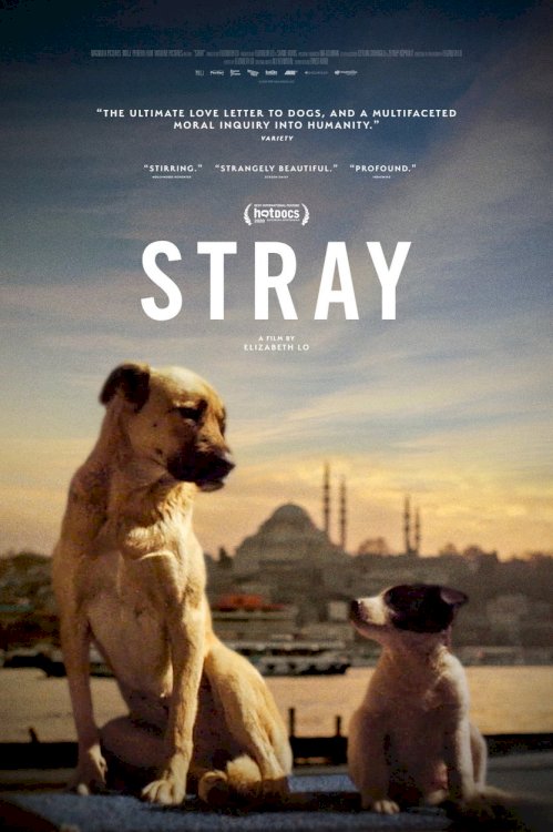 Stray Stray