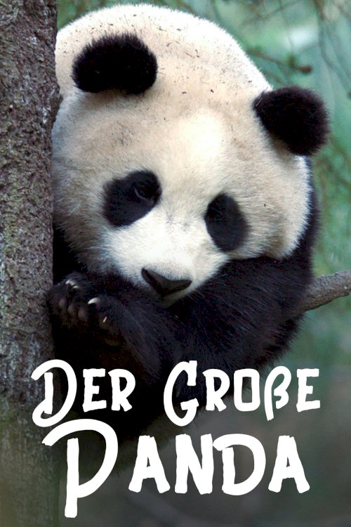 The Giant Panda The Giant Panda