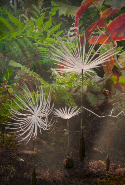 Dandelion's Odyssey Dandelion's Odyssey