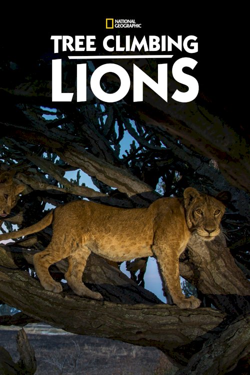 Tree Climbing Lions Tree Climbing Lions