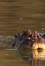 Crocodile King Crocodile King