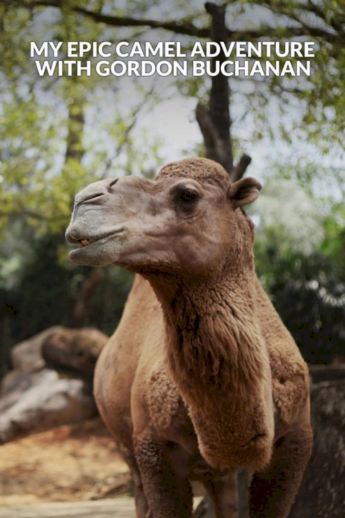 My Epic Camel Adventure With Gordon Buchanan My Epic Camel Adventure With Gordon Buchanan