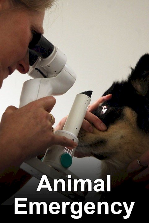 Animal Emergency