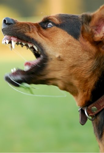 Dangerous Dogs