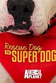 Rescue Dog to Super Dog (UK)