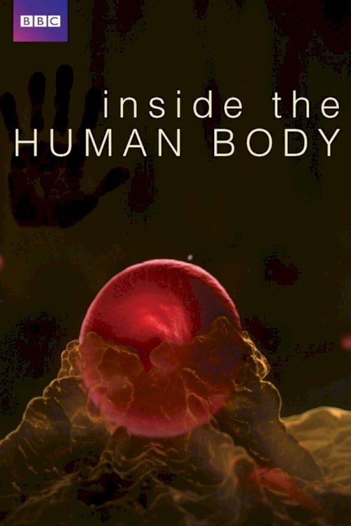 Inside the Human Body