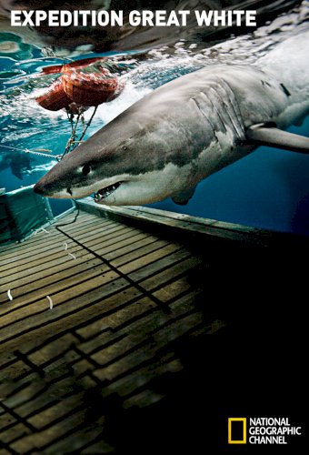 Shark Men