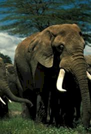 Echo and the Elephants of Amboseli