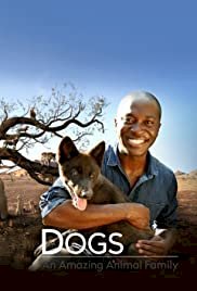 Amazing Dogs
