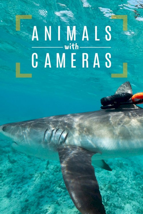 Animals with Cameras, A Nature Miniseries